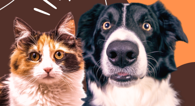 Post Para Instagram Vacina Para Pet Laranja E Marrom (1)